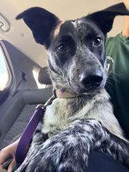 Found/Stray Female Dog last seen I 69/ Vincennes, Kentucky Ave exit, Evansville, IN 47714