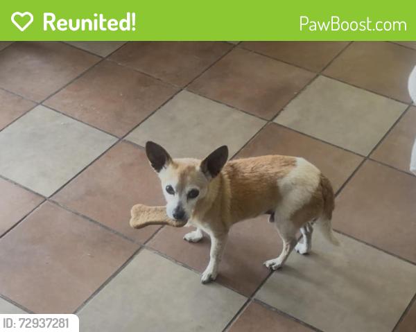 Reunited Male Dog last seen 4th street and roll rd nw, Los Ranchos de Albuquerque, NM 87107