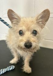 Reunited Male Dog last seen Grove and Olive, Saint Paul, MN 55101
