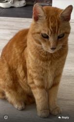 Lost Male Cat last seen Sevenoaks Road, Borough Green, England TN15