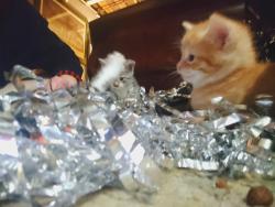 Reunited Male Cat last seen Filmore and tennessee, St. Louis, MO 63111