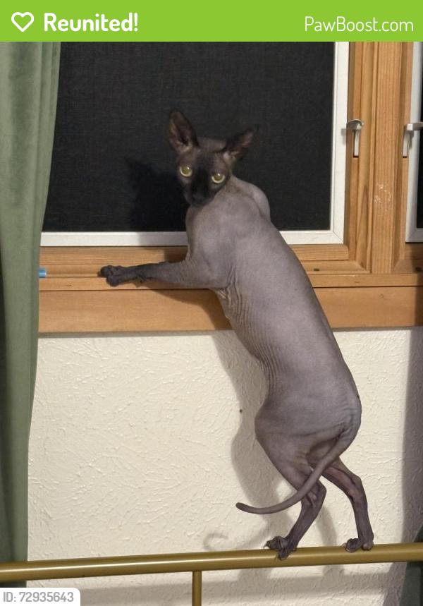 Reunited Male Cat last seen Woodhue and William Canon, Austin, TX 78745