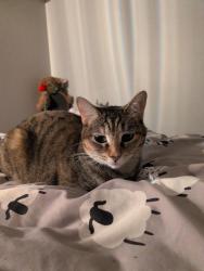 Reunited Female Cat last seen Near sw pinewood way, Aloha, OR 97007