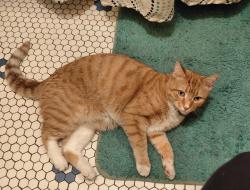 Reunited Male Cat last seen South Sacramento Ave. & W. 63rd St., Chicago 60629, Chicago, IL 60629