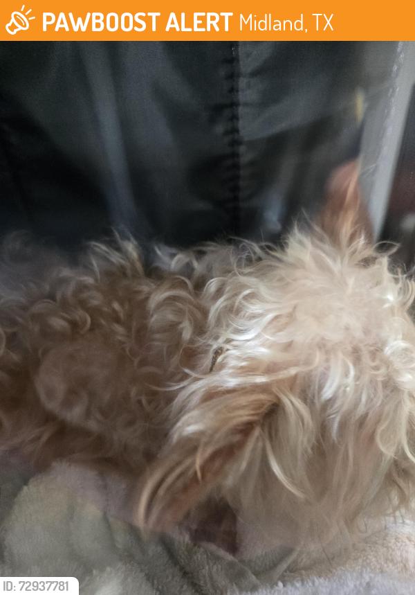 Found/Stray Unknown Dog last seen Briarwood, Midland, TX 79707
