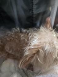 Found/Stray Unknown Dog last seen Briarwood, Midland, TX 79707