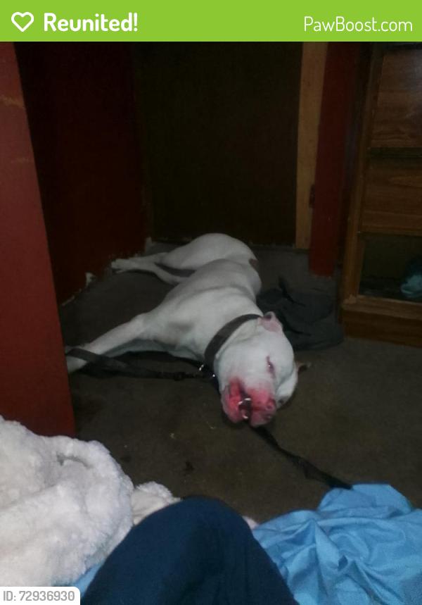 Reunited Male Dog last seen Washington Ave and N Van Buren , Barberton, OH 44203