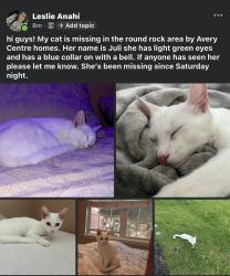 Lost Female Cat last seen N.A.W Grimes Blvd, Round Rock, TX 78665