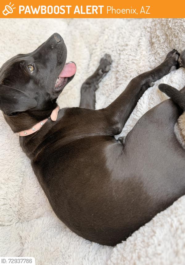Found/Stray Female Dog last seen Near 51st Ave, Laveen Village, AZ 85339, Phoenix, AZ 85339