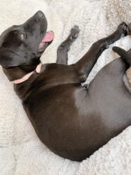 Found/Stray Female Dog last seen Near 51st Ave, Laveen Village, AZ 85339, Phoenix, AZ 85339
