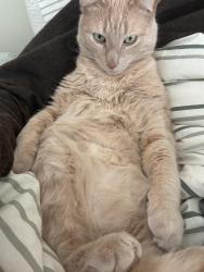 Reunited Male Cat last seen North Champlain st, Burlington, VT 05401
