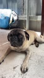 Reunited Male Dog last seen Roaming neighborhood, The Modern apmts, San Diego, CA 92123