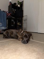Reunited Male Dog last seen Luna rd, Victorville, CA 92392