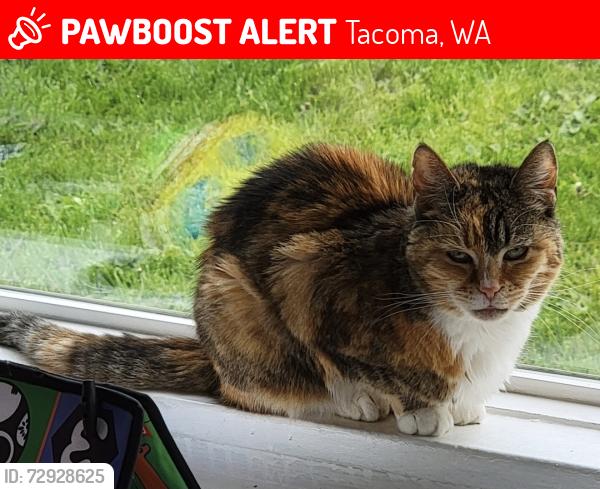 Lost Female Cat last seen N 11th St and N M St, Tacoma, WA 98403