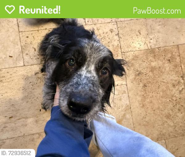Reunited Unknown Dog last seen Near , Conroe, TX 77301