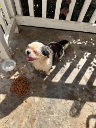 Found/Stray Female Dog last seen Broadway St NW, Lenoir, NC 28645
