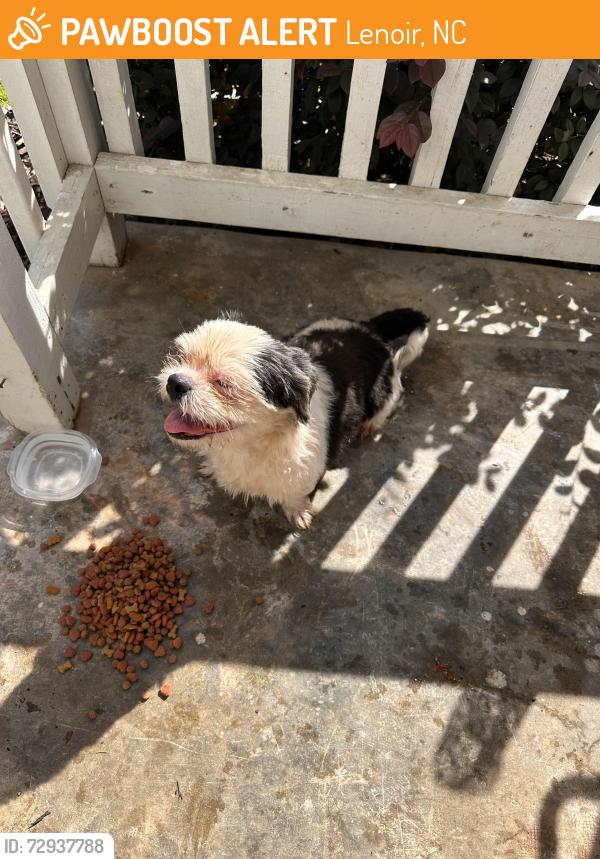 Found/Stray Female Dog last seen Broadway St NW, Lenoir, NC 28645