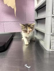 Shelter Stray Female Cat last seen El Paso, TX 79922, Fort Bliss, TX 79906