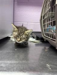 Shelter Stray Male Cat last seen El Paso, TX 79922, Fort Bliss, TX 79906