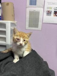 Shelter Stray Male Cat last seen El Paso, TX 79922, Fort Bliss, TX 79906