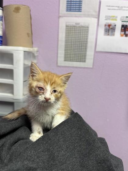 Shelter Stray Male Cat last seen El Paso, TX 79922, Fort Bliss, TX 79906