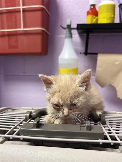 Shelter Stray Male Cat last seen El Paso, TX 79922, Fort Bliss, TX 79906