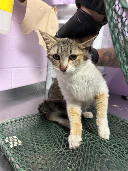 Shelter Stray Female Cat last seen El Paso, TX 79922, Fort Bliss, TX 79906