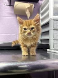 Shelter Stray Female Cat last seen El Paso, TX 79932, Fort Bliss, TX 79906