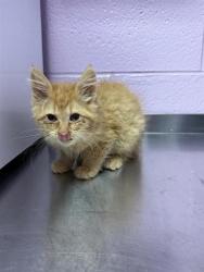 Shelter Stray Female Cat last seen El Paso, TX 79932, Fort Bliss, TX 79906