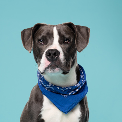 Shelter Stray Male Dog last seen Atlanta, GA 30349, Atlanta, GA 30336