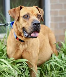 Shelter Stray Female Dog last seen Near Byrd Lane, 29624, Anderson City, SC, Anderson, SC 29622