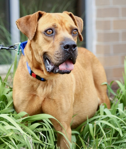 Shelter Stray Female Dog last seen Near Byrd Lane, 29624, Anderson City, SC, Anderson, SC 29622