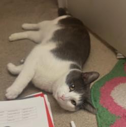 Lost Male Cat last seen Whiskey Bottom Road, North Laurel, MD 20723