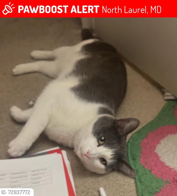 Lost Male Cat last seen Whiskey Bottom Road, North Laurel, MD 20723