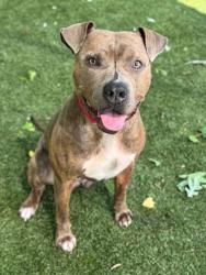 Shelter Stray Male Dog last seen Bessemer City, NC 28016, Gastonia, NC 28052