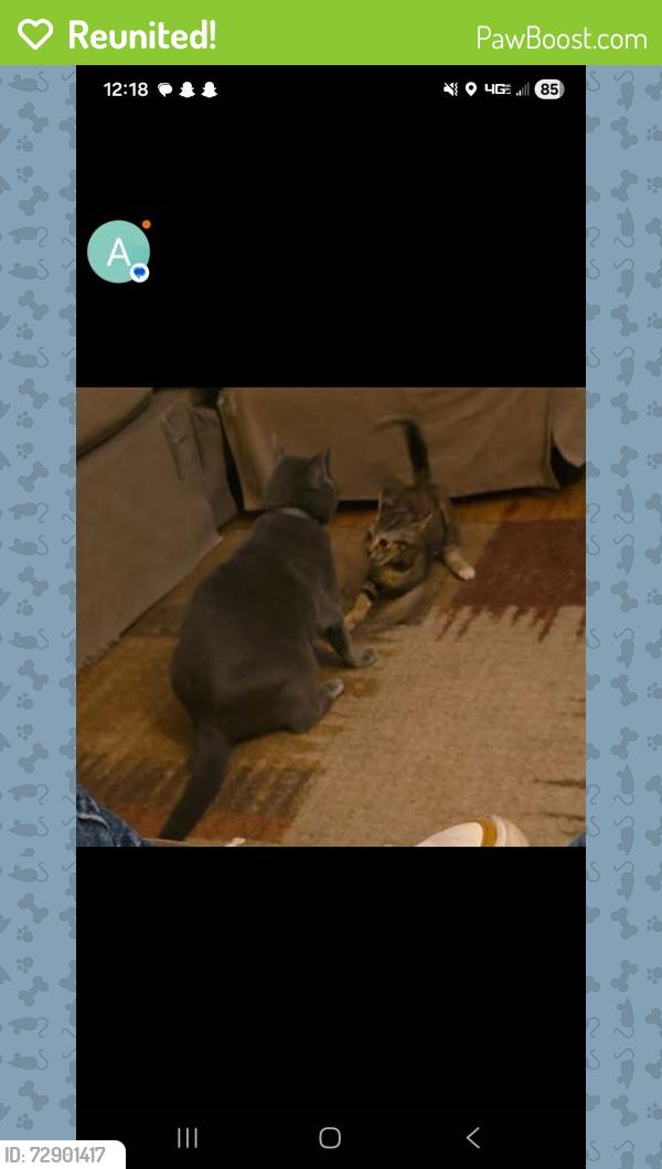 Reunited Female Cat last seen Ladd springs rd, Old Fort, TN 37362