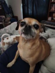 Reunited Female Dog last seen Near w. Park Ave , Buckeye, AZ 85326