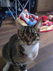 Reunited Female Cat last seen Madison South, trouble creek, grand blvd, New Port Richey, FL 34652