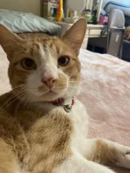 Lost Male Cat last seen Near W Sallie Lane Anaheim CA, Anaheim, CA 92804