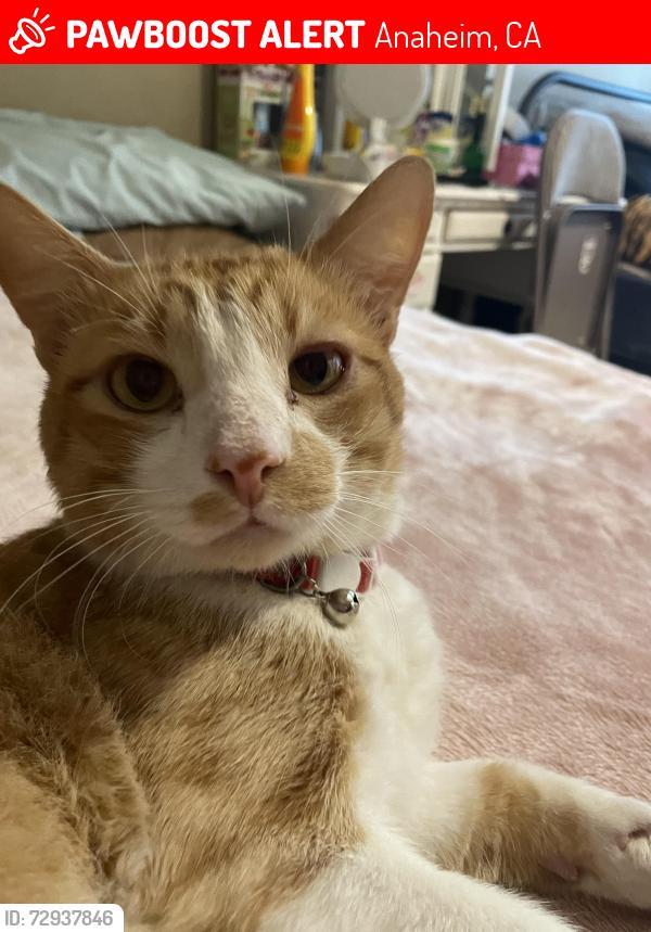 Lost Male Cat last seen Near W Sallie Lane Anaheim CA, Anaheim, CA 92804