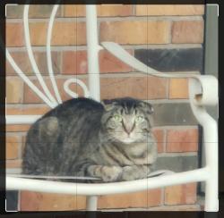 Lost Male Cat last seen Helvetia and East main, Highland, IL 62249