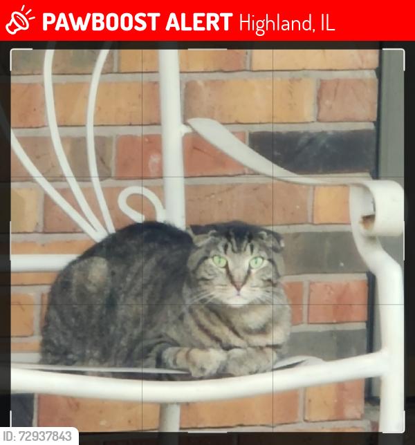 Lost Male Cat last seen Helvetia and East main, Highland, IL 62249