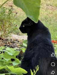 Lost Male Cat last seen Goodwill Bixby, Bixby, OK 74008