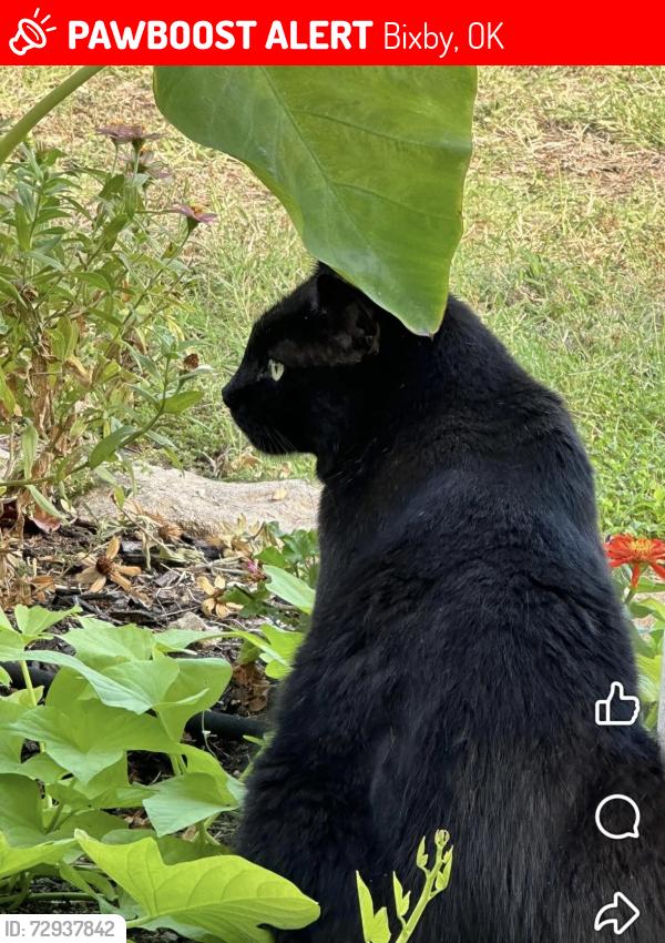 Lost Male Cat last seen Goodwill Bixby, Bixby, OK 74008