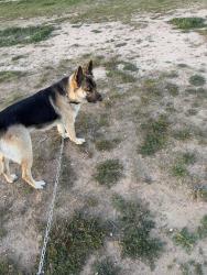 Lost Male Dog last seen Main st, Hesperia, CA 92340
