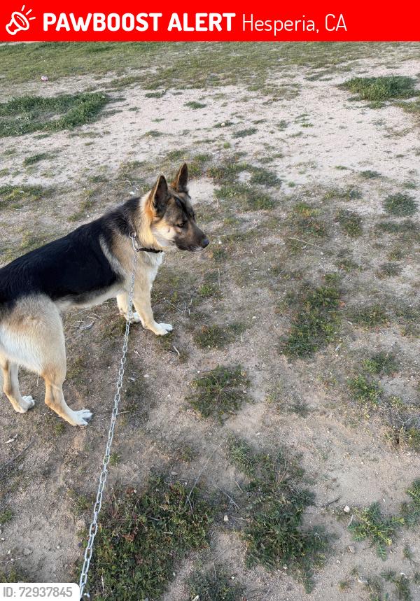Lost Male Dog last seen Main st, Hesperia, CA 92340