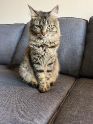 Reunited Female Cat last seen La Piedra Ln & Lisboa Ln, League City, TX 77573