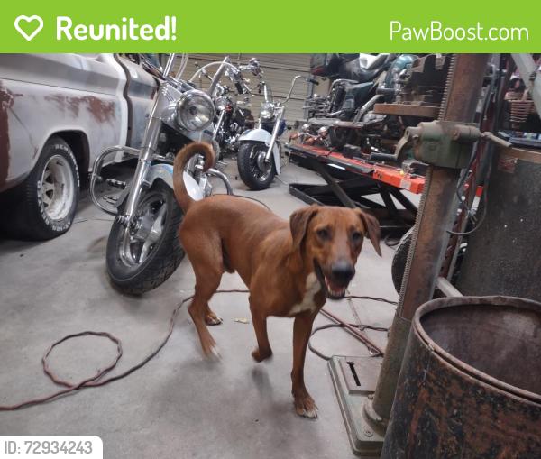 Reunited Male Dog last seen 1st and Ft Lowell, Tucson, AZ 85705