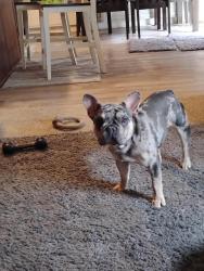 Lost Male Dog last seen Trilby, Fort Collins, CO 80525