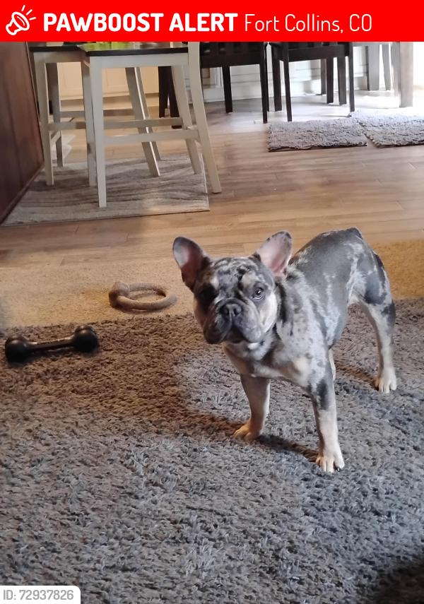 Lost Male Dog last seen Trilby, Fort Collins, CO 80525